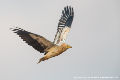 Egyptian vulture bird in flight