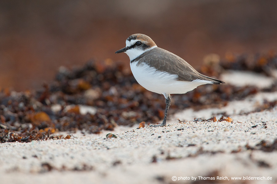 Kentish plover appearance