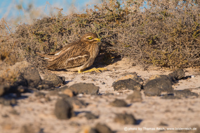 Eurasian Stone-curlew hiding in the bush