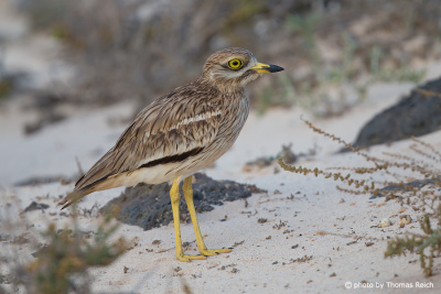 Eurasian Stone-curlew in the sand dunes