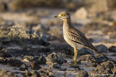 Eurasian Stone-curlew stands