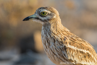 Eurasian Stone-curlew close-up portrait