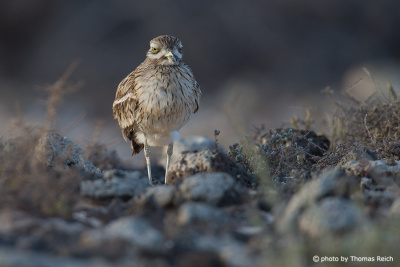 Eurasian Stone-curlew´s looking for food