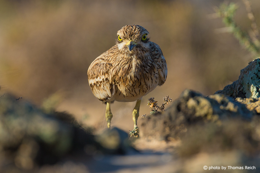 Eurasian Stone-curlew in the morning light