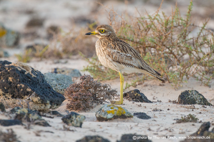 Eurasian Stone-curlew on the canary islands