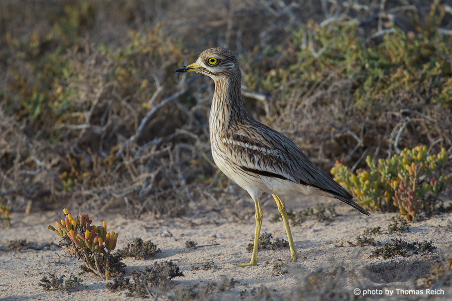 Eurasian Stone-curlew in Canary Islands Spain