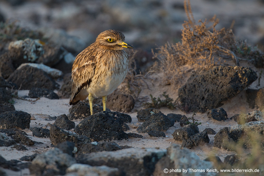 Eurasian Stone-curlew appearance