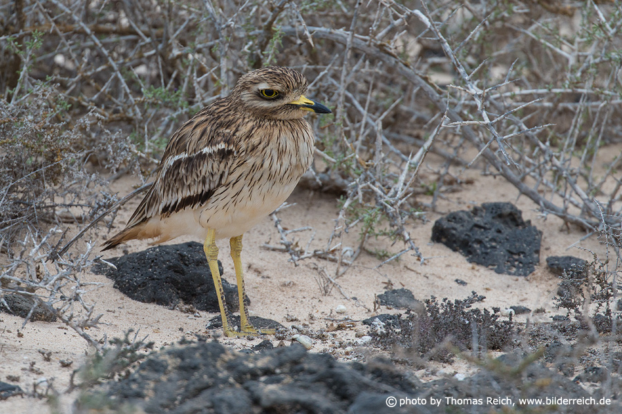Eurasian Stone-curlew well camouflaged
