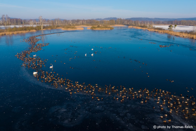 Water birds at ice hole