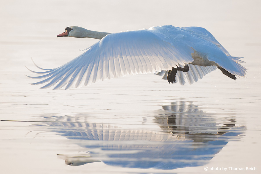 Mute Swan movement