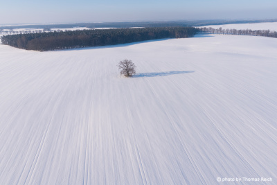 Tree in snowy landscape aerial image
