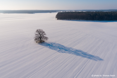 Large tree in winter landscape