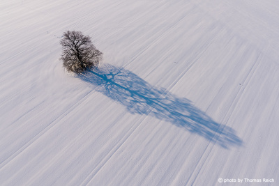 Tree in snowy landscape drone image