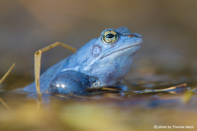 Moor Frog colour blue