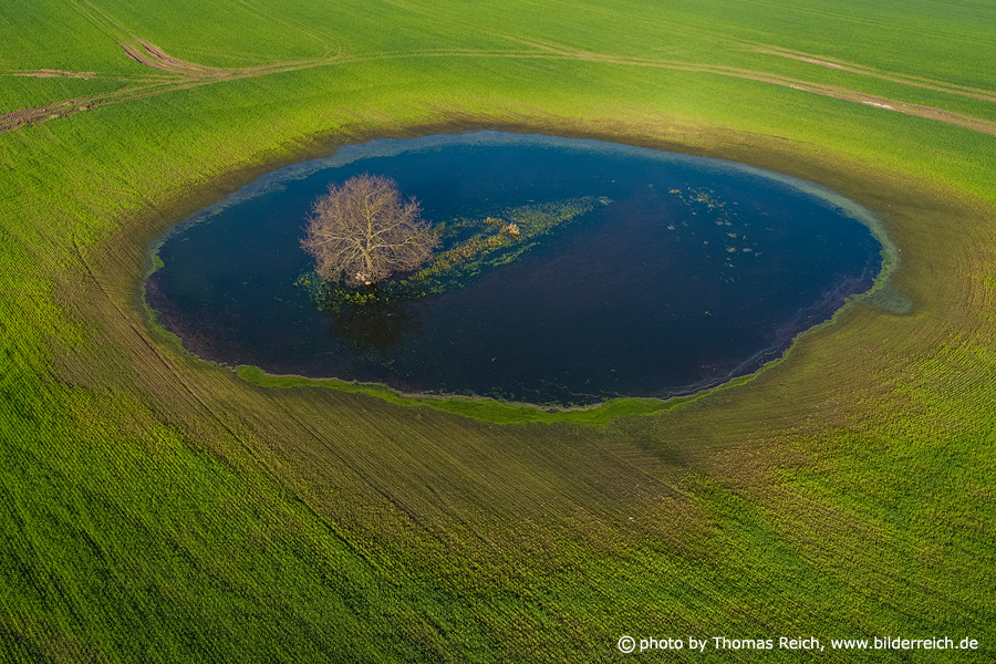 Aerial view of tree in a lake