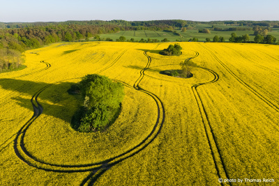 Rapeseed  and trees