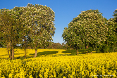 Rapeseed with chestnut trees