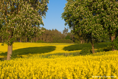 Chestnuts and rapeseed blossom