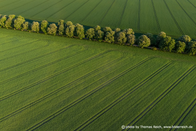 Tree avenue from above in Germany