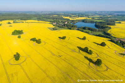 Rapeseed pictures