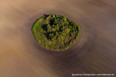 Tree island on field, Mecklenburg Switzerland
