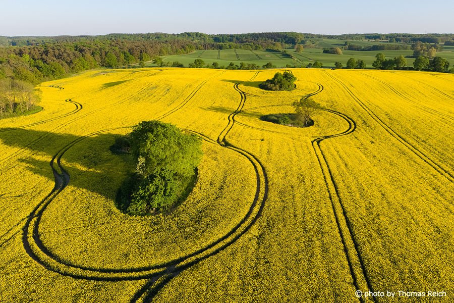 Rapeseed and trees