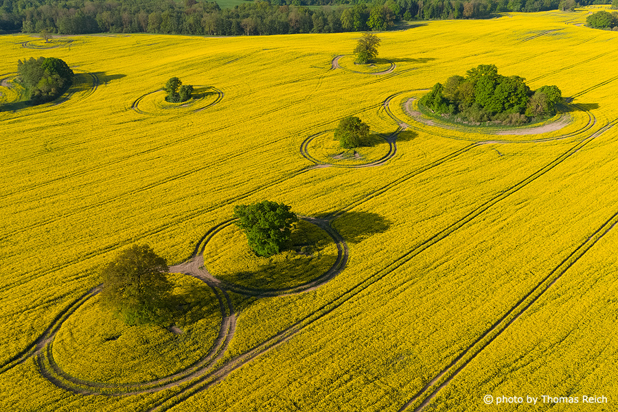 Rapeseed field with trees from the air