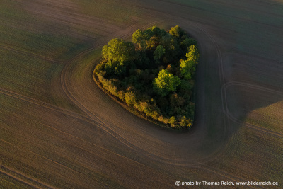 Tree island on field, aerial image