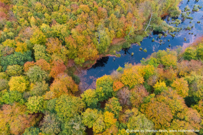 Luftbild farbige Herbstbäume im moor