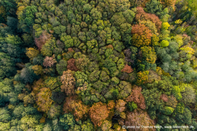 Laubwald Herbst Luftbild