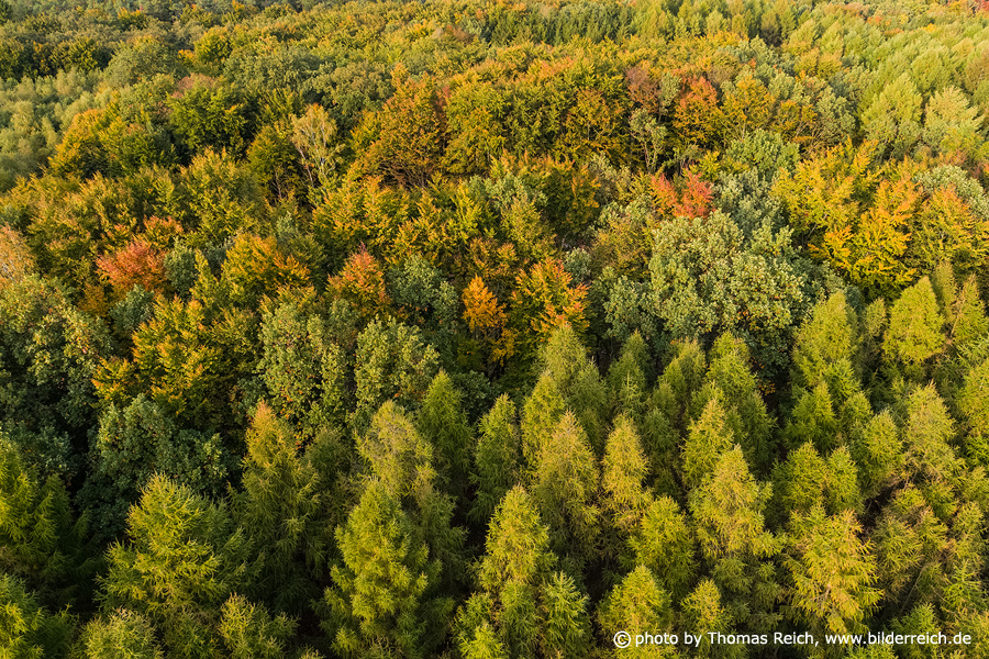Herbstwald Luftbild