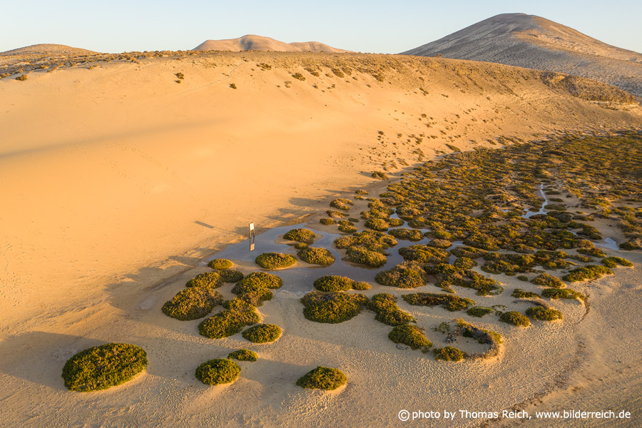 Dune landscape Risco del Paso