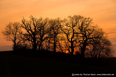 Silhouette of oak trees