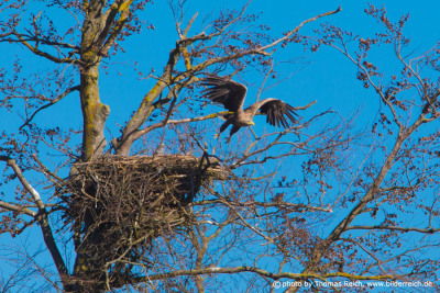 White-tailed Eagle leaving the nest