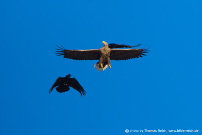 White-tailed Eagle attacked by common ravens in mid-air