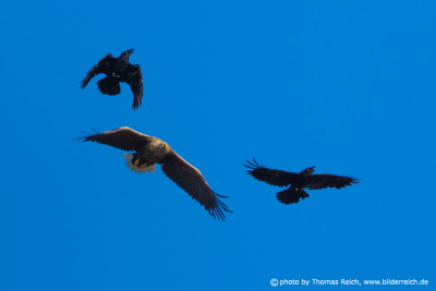 White-tailed Eagle chased by common ravens