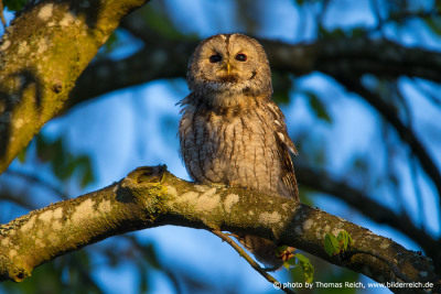 Tawny Owl wingspan