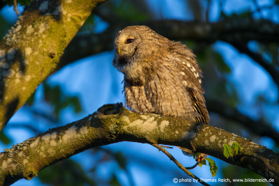 Tawny Owl calling day time