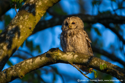 Tawny Owl beak