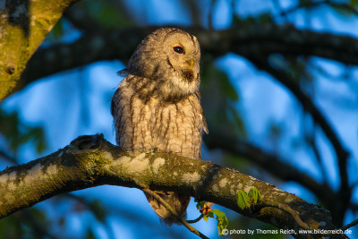 Tawny Owl call