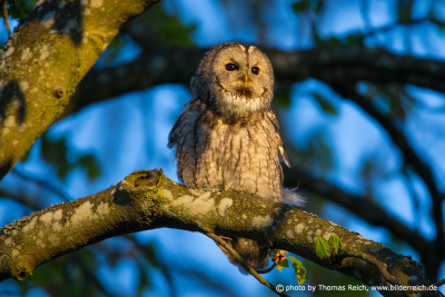 Tawny Owl habitat