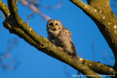 Tawny Owl foraging