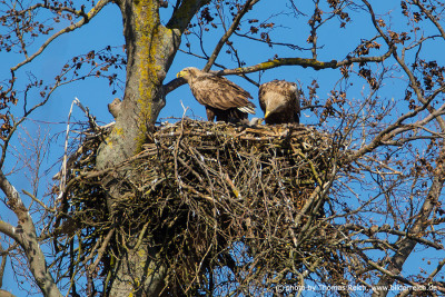 White-tailed Eagles feeding the chick
