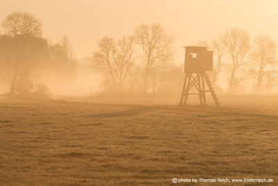 Deer stand in the morning mist