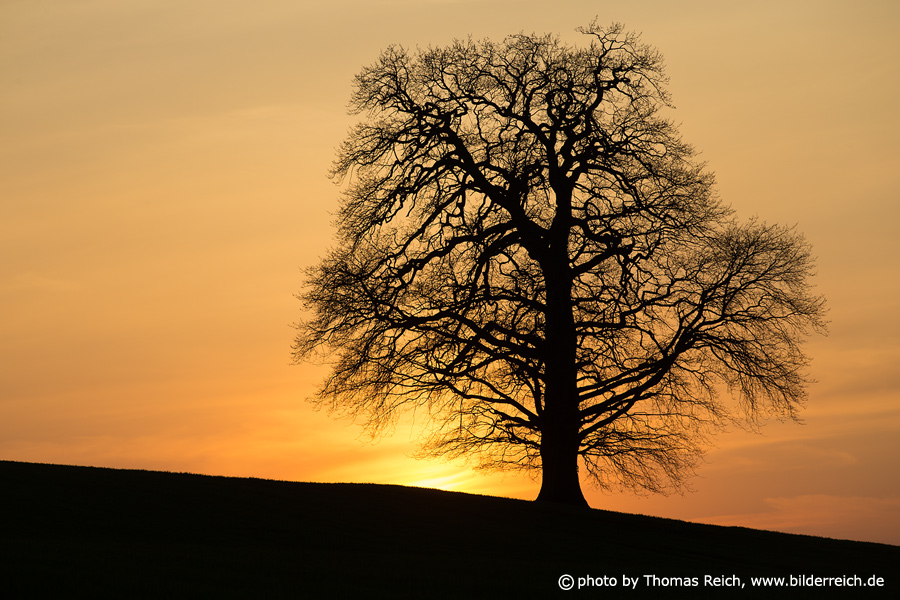 Oak without leaves with sunset