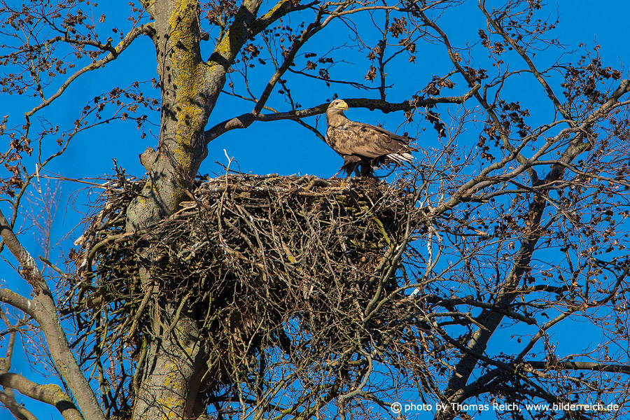 Female White-tailed Eagle at the nest