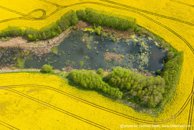 Pond in Rapeseed field