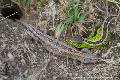 Sand Lizard male and female