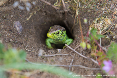 Sand Lizard looks out of cave