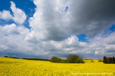 Rapeseed and landscape